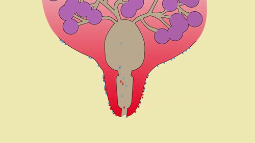 干奶牛疗法治疗乳腺炎