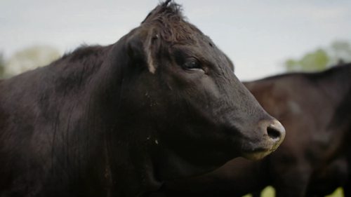 牛的呼吸道疫苗注射