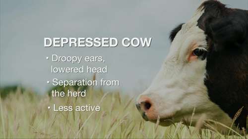 如何判断牛的健康状况