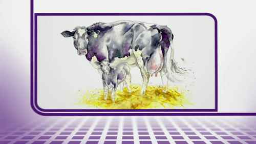 奶牛乳腺炎的防治