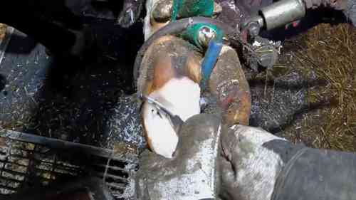 牛蹄病治疗实践