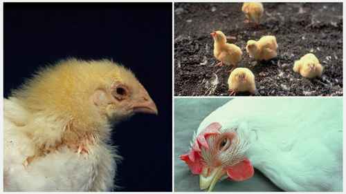 家禽呼吸系统疾病的防治