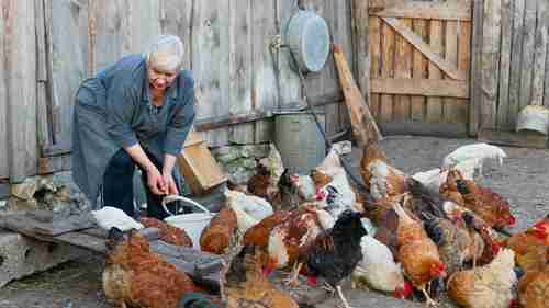 处理家禽的呼吸系统疾病