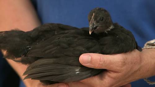 家禽的常见疾病和防治