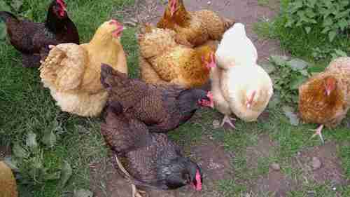 健康家禽的选择