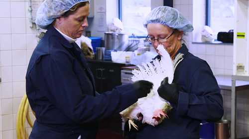 提取家禽血液样本