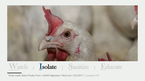 如何更好的保护家禽