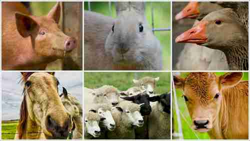 饲养者卫生和牲畜健康