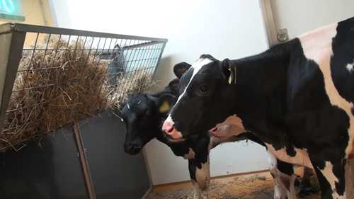 一项口蹄疫疫苗试验