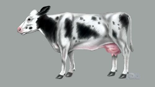 防治疯牛病的措施