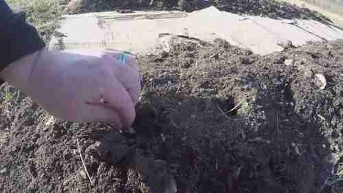 田地中的地膜和堆肥