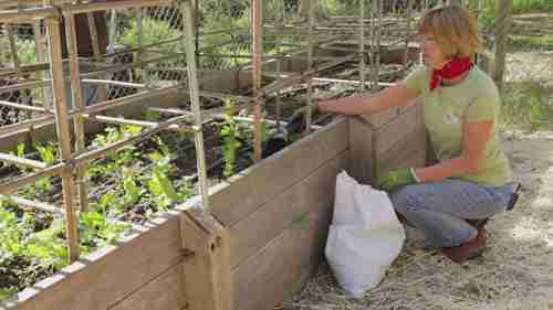 如何使用地膜保护作物