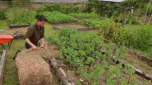 如何对菜园进行覆盖