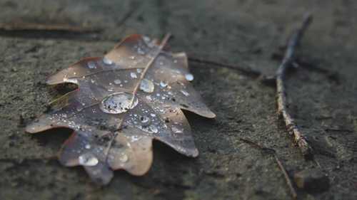 如何对树木使用地膜