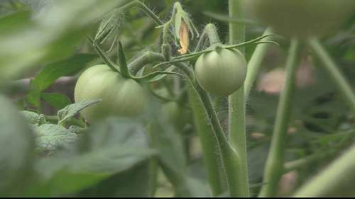 用甘蔗渣作为花园里的地膜