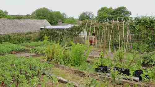 用干草作为地膜