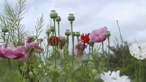 如何在春天的菜园使用地膜