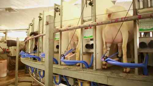 参观一座山羊农场