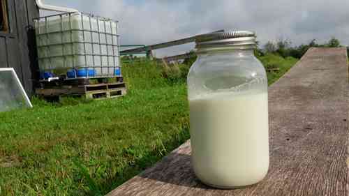 奶羊的饲养和产奶