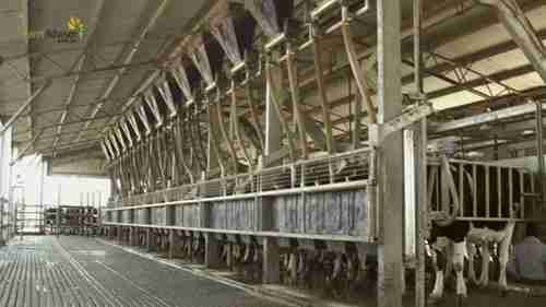 一座乳品厂生产情况