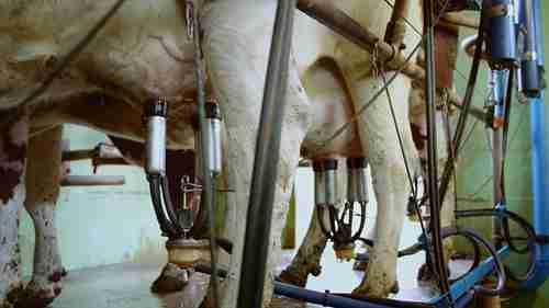 改善奶牛乳房的健康