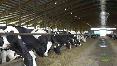 长日照明提高产奶量