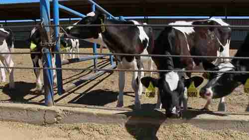 有机乳业公司Aurora乳业