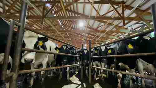 有机奶牛饲养和挤奶
