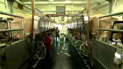 一座家庭乳品农场