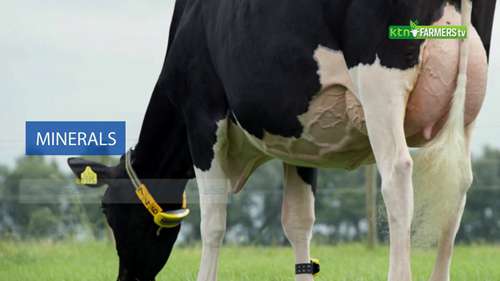 如何提高奶牛的产奶量