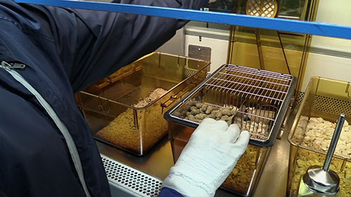 实验室老鼠的饲养