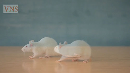 实验动物的处理