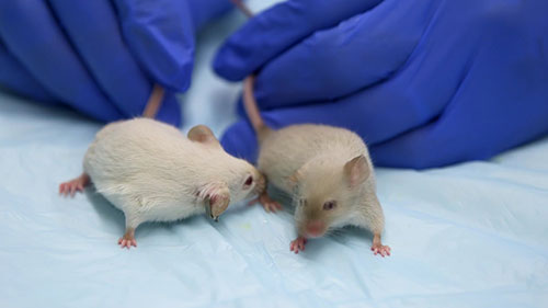 医学研究中为什么需要动物