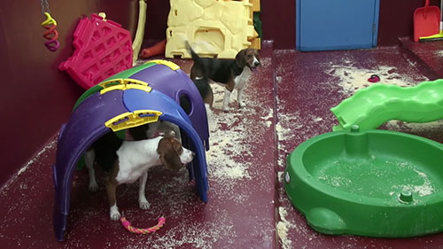 狗在医学实验中的应用