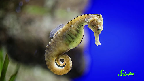 奇怪的实验室动物