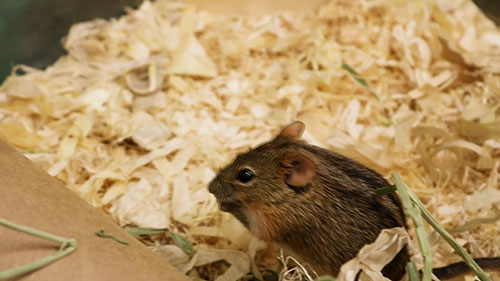 走近曼彻斯特大学动物研究中心