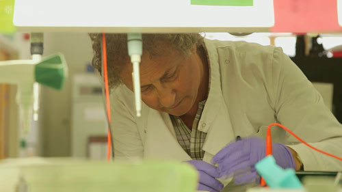 用老鼠进行抗击癌症的研究