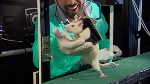 如果停止动物实验会怎样