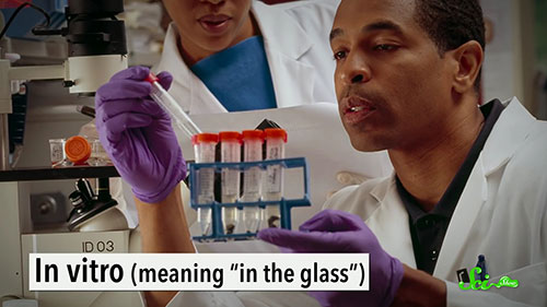 动物测试和临床试验