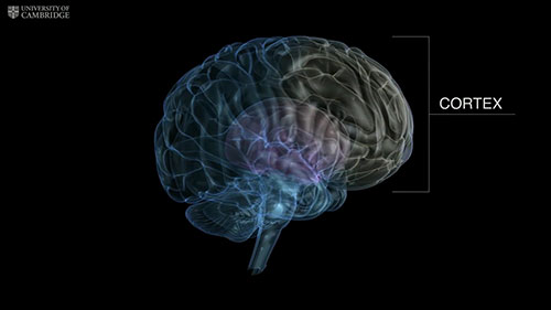 动物在强迫症研究上的应用