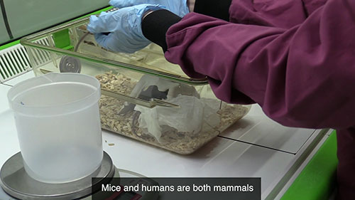 科学研究中老鼠的使用