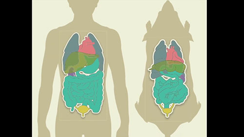 使用最多的实验动物
