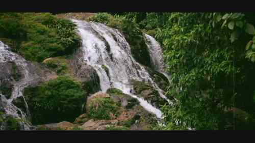 森林：绿色经济的心脏