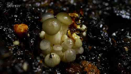 森林中真菌的种植