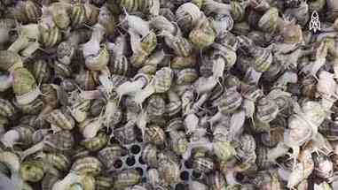 用蜗牛黏液做美容产品