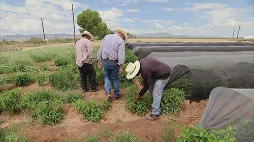 美国农场的辣椒种植