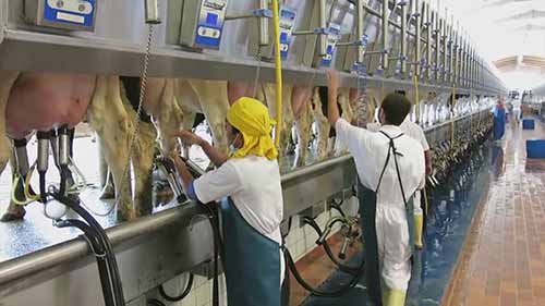 沙特阿拉伯的农场