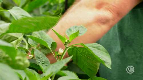 了解一些农业商业的方向