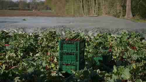 蔬菜的包装和运输