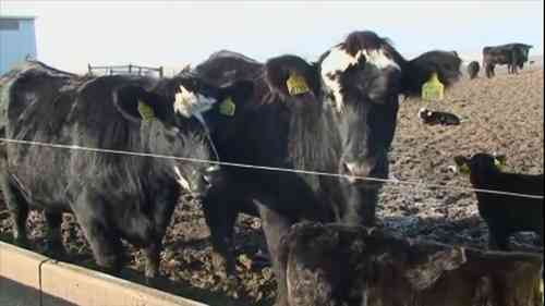 小型农场的肉类加工